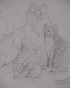 kitty sketching
