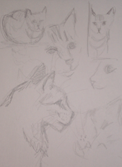 Kitty sketches